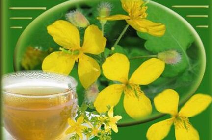 decoction of celandine grass for mushrooms
