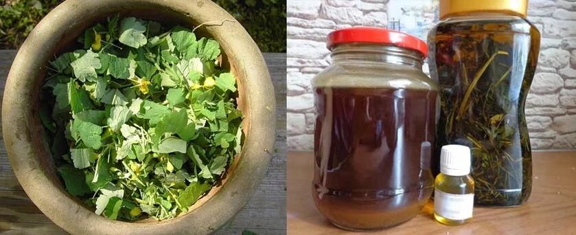 Preparation of healing juice of celandine for further use in the fight against nail fungus